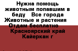 Нужна помощь животным попавшим в беду - Все города Животные и растения » Отдам бесплатно   . Красноярский край,Кайеркан г.